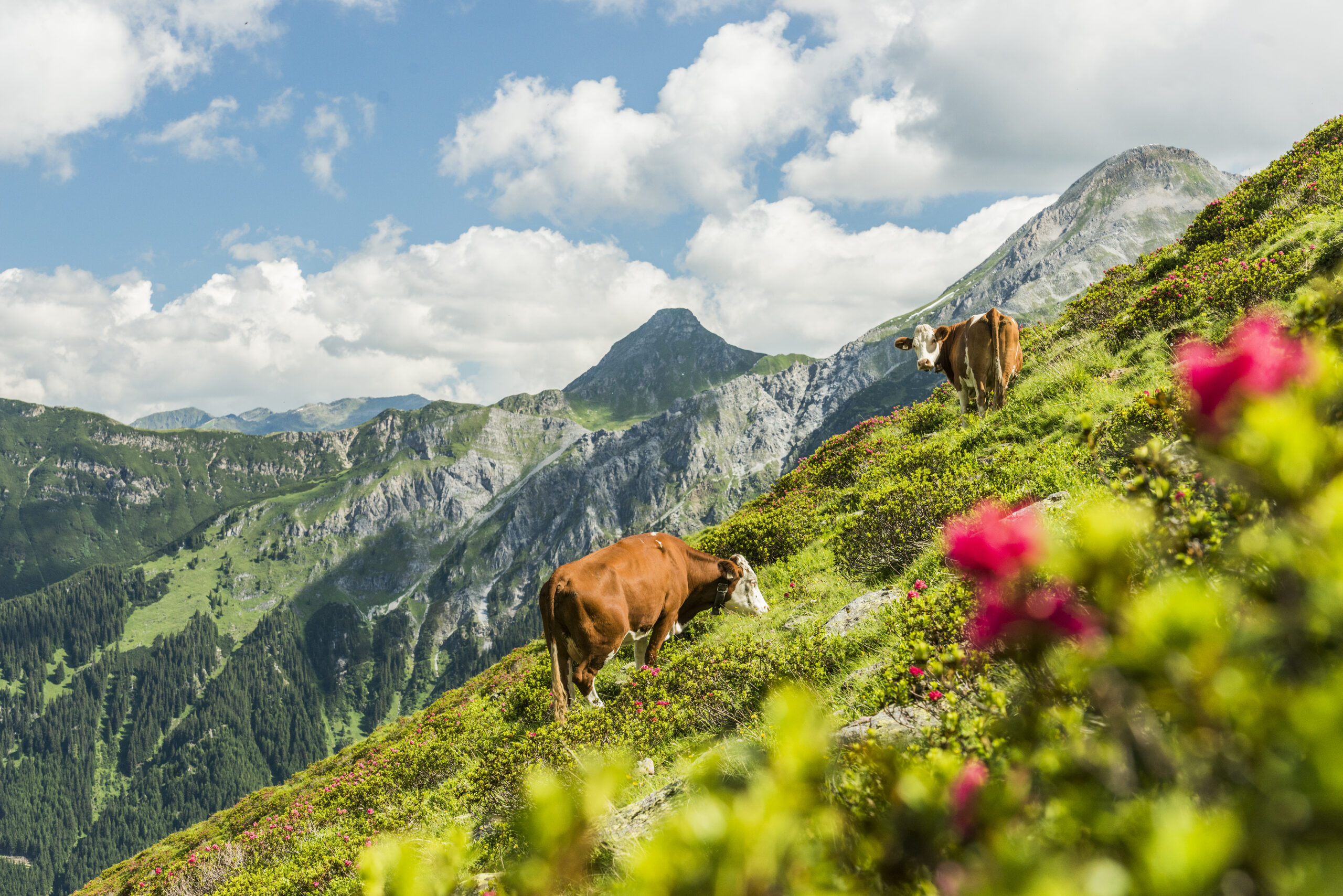 Kühe auf der Alm